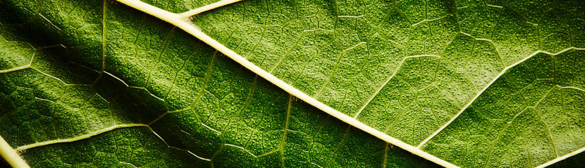 Image d'une feuille